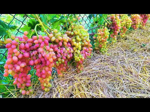 Видео: Виноград к.м. Лучистый. Плюсы и минусы сорта.
