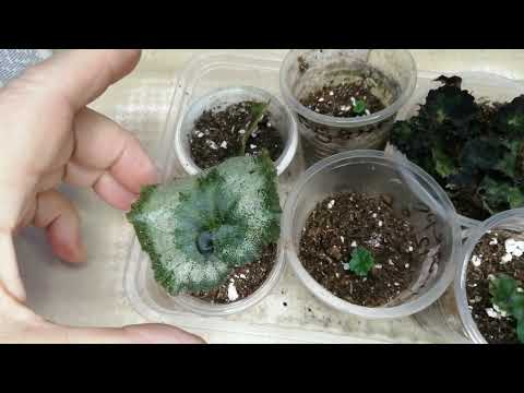 Видео: Мои контейнеры с фрагментами. Что выросло а них. 🌱🌱🌱