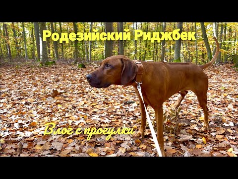 Видео: Влог с прогулки Риджбека