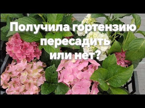 Видео: Получила гортензию перевалить или нет в больший объем?