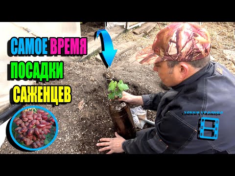 Видео: ИДЕАЛЬНОЕ ВРЕМЯ ПОСАДКИ САЖЕНЦЕВ ВИНОГРАДА. ПЕРЕВАЛКА САЖЕНЦЕВ ВИНОГРАДА. СЕВЕРНЫЙ ВИНОГРАДНИК 23-17
