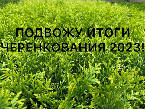 Видео: 🌳🌲ИТОГИ ЧЕРЕНКОВАНИЯ ДЕКОРАТИВНЫХ РАСТЕНИЙ 2023!🌳🌲 ЧТО БУДЕТ НА ПРОДАЖУ В ЭТОМ ГОДУ ПО ЧЕРЕНКАМ