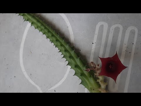 Видео: Стапелия и гуерния. Отличия. Посадка.