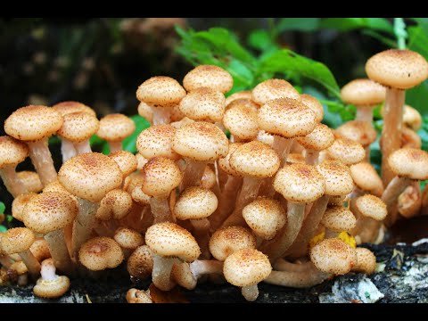 Видео: ОПЯТА И КРАСНОГОЛОВИКИ. В лес 15 сент 2023