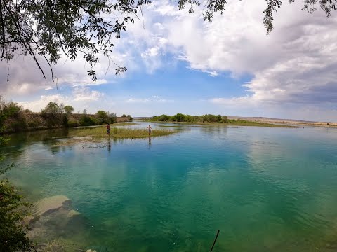 Видео: бешеный улов амура. давно такого не было 27июля 2022год. 1 часть