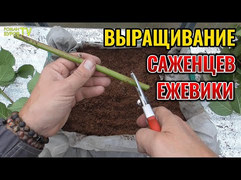 Видео: ☝ ЕЖЕВИКА: размножение зелеными черенками🌱 осенью - секретный прием 🔥