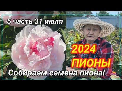 Видео: Сеянцы пионов Ворошиловой А.Б. в 2024 году. Часть 5. Сбор семян / Сад Ворошиловой