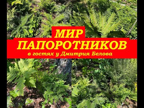 Видео: Мир папоротников.Папоротники для сада и дома. В гостях у Дмитрия Белова.Город Кировск, лен.область.