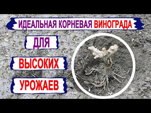 Видео: 🍇 Без такой ИДЕАЛЬНОЙ корневой системы винограда о ВЫСОКИХ УРОЖАЯХ даже не ДУМАЙ.  Как сформировать?