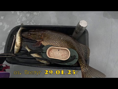 Видео: оз  Вселуг 29 01 25г