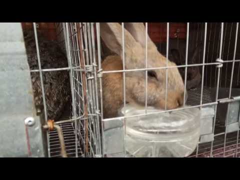 Видео: клетка откормочная