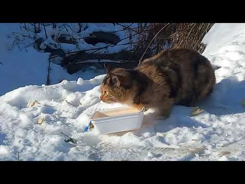 Видео: Возьмите кошечку 🐱  с улицы. 12.11.2025. База КАФ. Руднева- Авроры- Полярная. Хабаровск. 