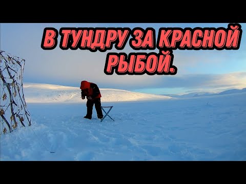 Видео: РЫБАЛКА В ТУНДРЕ,С НОЧЕВКОЙ В ПАЛАТКЕ. ЛОВИМ КУМЖУ И ГОЛЬЦА.