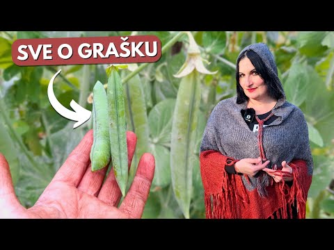 Видео: ВСЕ, что вам нужно знать о посеве ГОРОХА