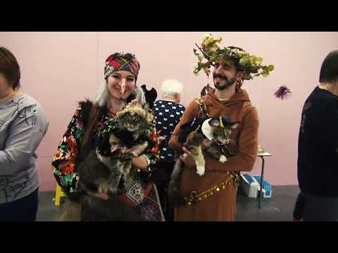 Видео: У ЛУКОМОРЬЯ КОТ УЧЕНЫЙ ИЛИ 30 ЛЕТ ВМЕСТЕ С КОШКАМИ