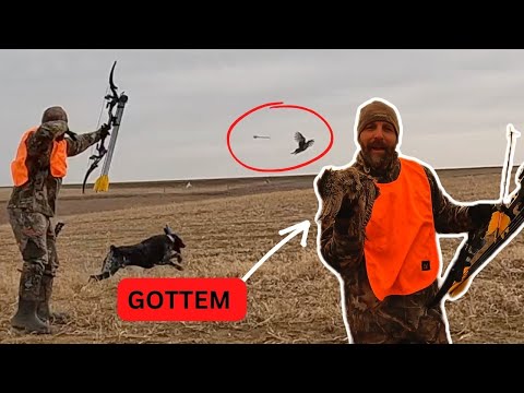 Видео: Охота на фазана с луком и стрелами