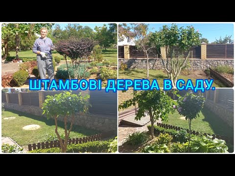 Видео: Як формувати ШТАМБОВІ ДЕРЕВА.Гібіскус🌺Шовковиця🌳Барбарис🍇 #штамбовідерева#сад#обрізка#штамбгібіскуса