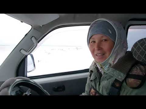 Видео: Добыли нерпу. Средство от всех болезней .