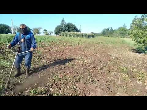 Видео: Скашиваю и измельчаю картофельную ботву и сорняки леской. Работаю бензокосой Зимани 143. 