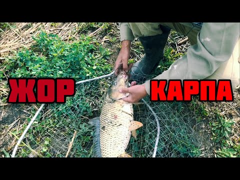 Видео: Жор карпа на макуху продолжается !!! Рыбалка 2020.