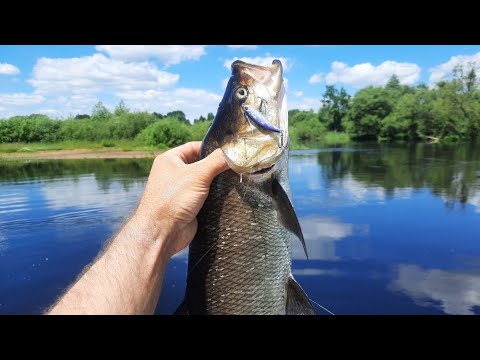 Видео: Охота на жереха