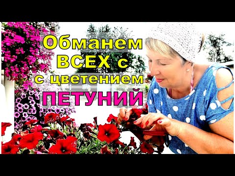 Видео: Петунии- именно сейчас сделайте так и будем наслаждаться цветением до поздней осени