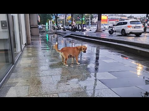 Видео: Беременная собака умоляла забрать её, но тогда я ей отказала...