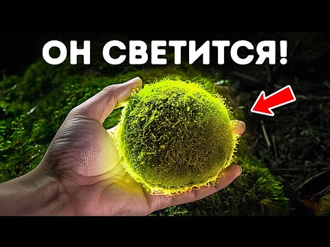 Видео: Почему мхи — супергерои растительного мира