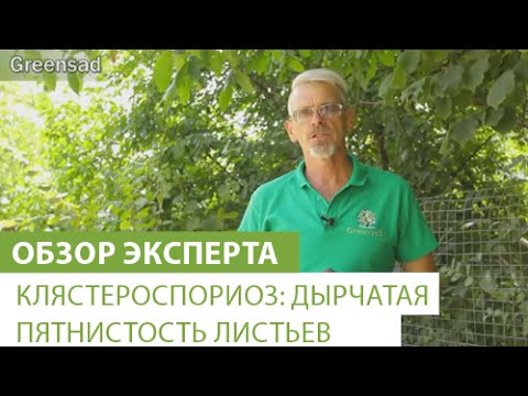 Видео: Клястероспориоз: дырчатая пятнистость листьев