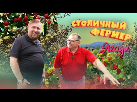 Видео: Сладкий бизнес. Как развить личное подсобное хозяйство, выращивая ягоды