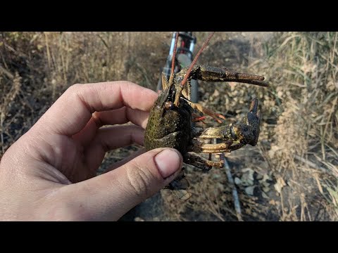 Видео: Осенняя ловля раков в мелкой реке.Что поймали в этот раз?