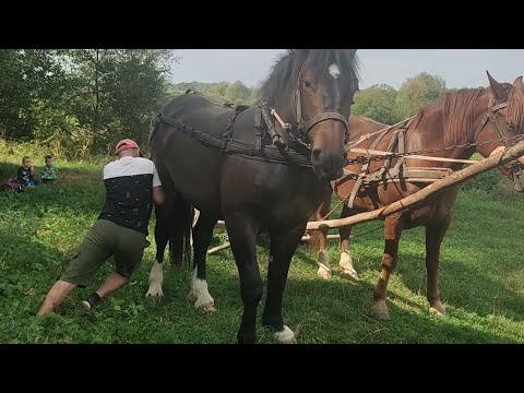 Видео: 📢🔥ОБКАТКА МОЛОДИХ ПЕРШЕРОНІВ🫀🌞.  МУХА НАВЧАЄ МОЛОДЬ😂