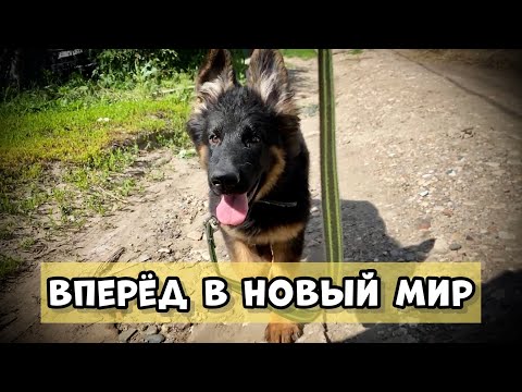 Видео: СОЦИАЛИЗАЦИЯ ЩЕНКА НЕМЕЦКОЙ ОВЧАРКИ