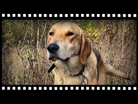 Видео: ДЕЛАЕМ ИЗ ГОНЧЕЙ РАБОЧУЮ СОБАКУ, все тонкости и секреты.