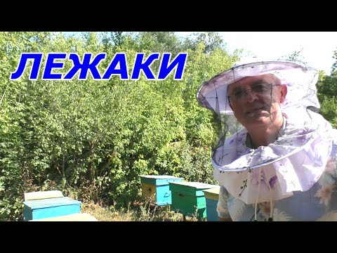 Видео: Осенний сезон на пасеке. Не зря многие пчеловоды работают с ульями лежаками.