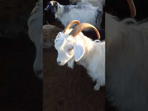 Видео: 28 октября 2025 г.