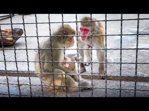 Видео: УДИВИТЕЛЬНО, как Милу-сан бабуля УГОВАРИВАЛА быть терпеливей к МАЛЫШУ! На бабушках мир держится!