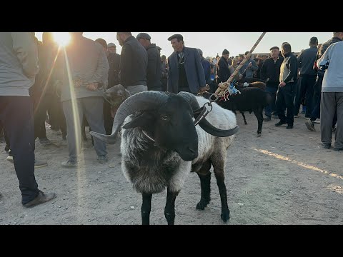 Видео: ХОРАЗМ ҚЎЙ ҚЎЧҚОР БОЗОРИ ҚЎШКЎПИР ҚУМ БОЗОРИ 19-сентября 2024 г.