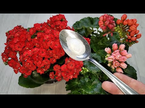 Видео: ГЕРАНЬ С РОДУ ТАК НЕ ЦВЕЛА! Проверенные подкормки для пышного цветения всех цветов