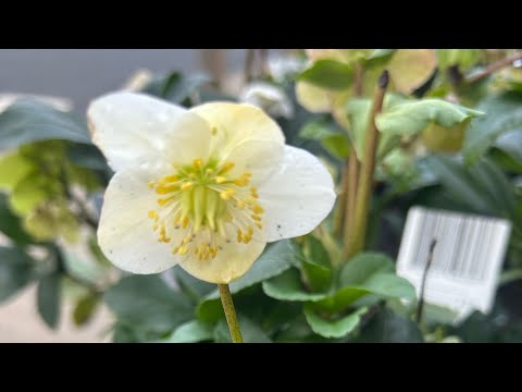 Видео: О дружбе; живая рождественская Роза , зимние цветы 🌺 