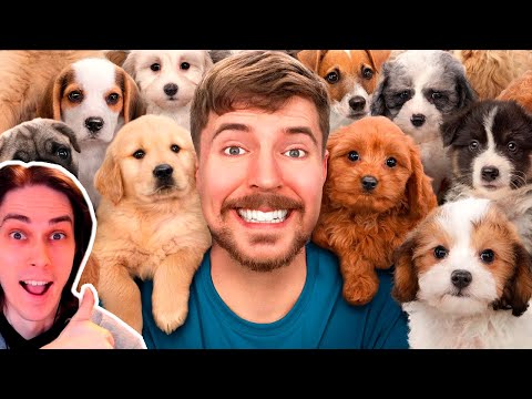 Видео: MrBeast Спас 100 Брошенных Собак! - I Rescued 100 Abandoned Dogs! - Мистер Бист Реакция