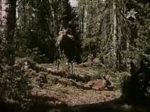 Видео: Повесть о лесном великане