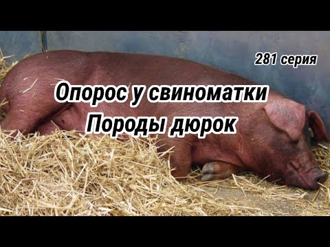Видео: Опорос у свиноматки породы дюрок