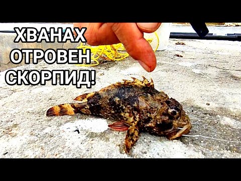 Видео: ОПАСЕН МОРСКИ РИБОЛОВ НА СКОРПИД! ОТРОВНА РИБА С ШИПОВЕ И ВКУСНО МЕСО! ХВАНАХ МАЛКО ПОПЧЕТА И КУЧЕТА