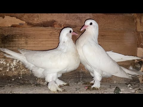 Видео: Классические Старопородные Бакинские голуби // Обзор Молодых по Линиям. Сапожкатые и Голоногие 2023