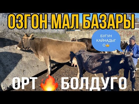 Видео: ОЗГОН МАЛ БАЗАРЫ МЫНЧАЛЫК КЫЗЫБАГАН ЭЛЕ😅🇺🇿👍#мигрантар #жалалабадмалбазары #малбазар #тезкабар