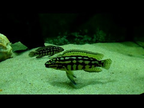 Видео: Юлидохромис Марлиера (Julidochromis Marlieri).