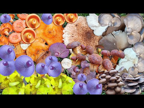 Видео: Найсмачніші Гриби вже у Кошику! Глива, Рядовка Фіолетова, Рижик, Польський гриб— і це ще не все!