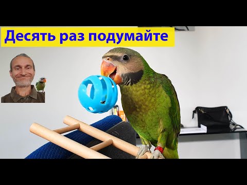 Видео: Попугай. А нужен ли он в доме? (видео 261)