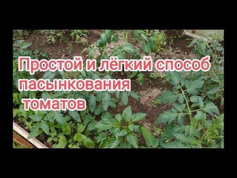 Видео: Как правильно формировать и пасынковать высокорослые и низкорослые томаты? ?Какие пасынки оставлять?